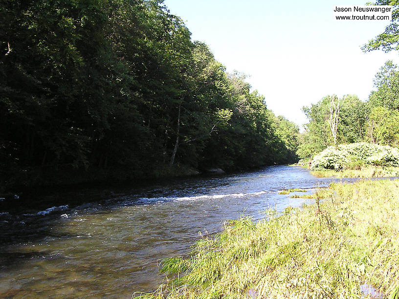  From the Beaverkill River (Upper) in New York.