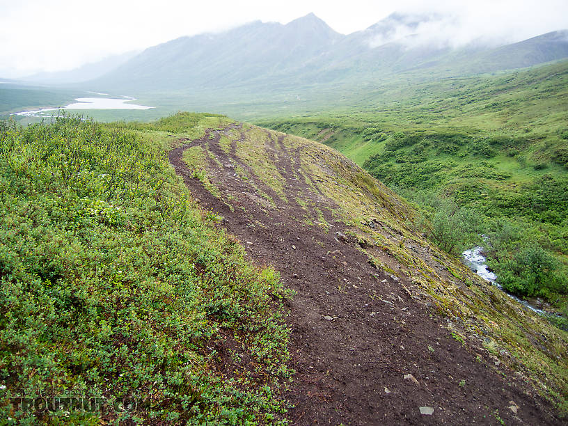 Caribou highway From Clearwater Mountains in Alaska.