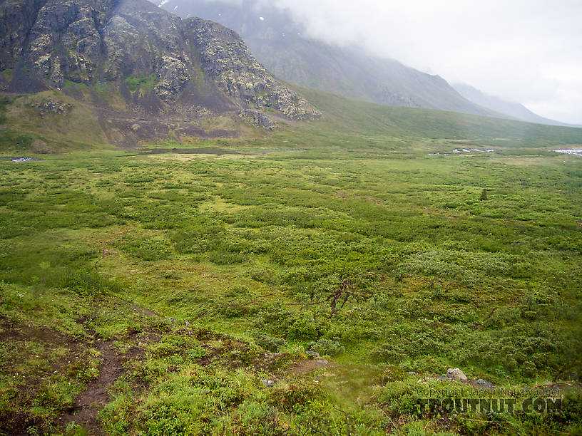 Brush to cross in Windy Creek valley From Clearwater Mountains in Alaska.