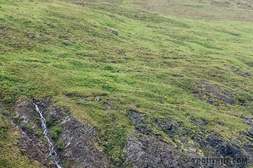 Lone bull caribou. This mid-sized bull is grazing in the upper right corner of this picture, in a high meadow above a cliff half-way up a mountain. From Clearwater Mountains in Alaska.