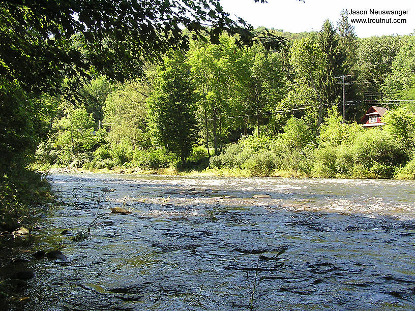  From the Beaverkill River (Upper) in New York.