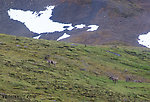 Morning caribou 2 From Clearwater Mountains in Alaska.