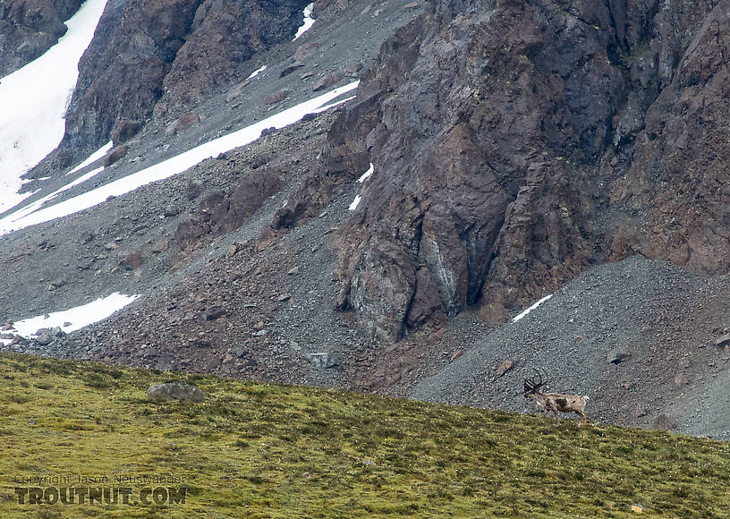 Bull caribou walking away From Clearwater Mountains in Alaska.