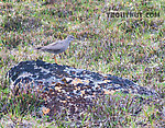 Wandering tattler. This type of sandpiper is known to nest next to high streams above treeline in rugged Alaska mountains. From Clearwater Mountains in Alaska.