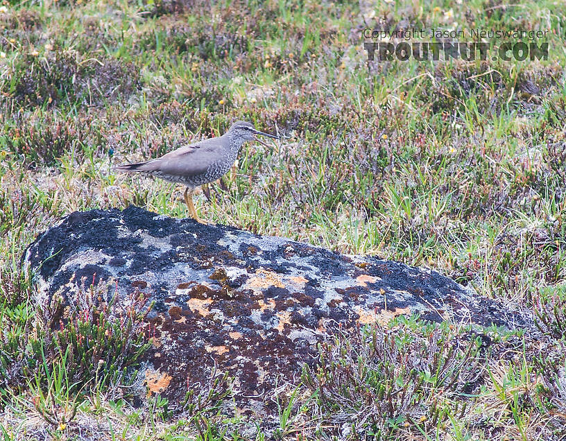 Wandering tattler. This type of sandpiper is known to nest next to high streams above treeline in rugged Alaska mountains. From Clearwater Mountains in Alaska.