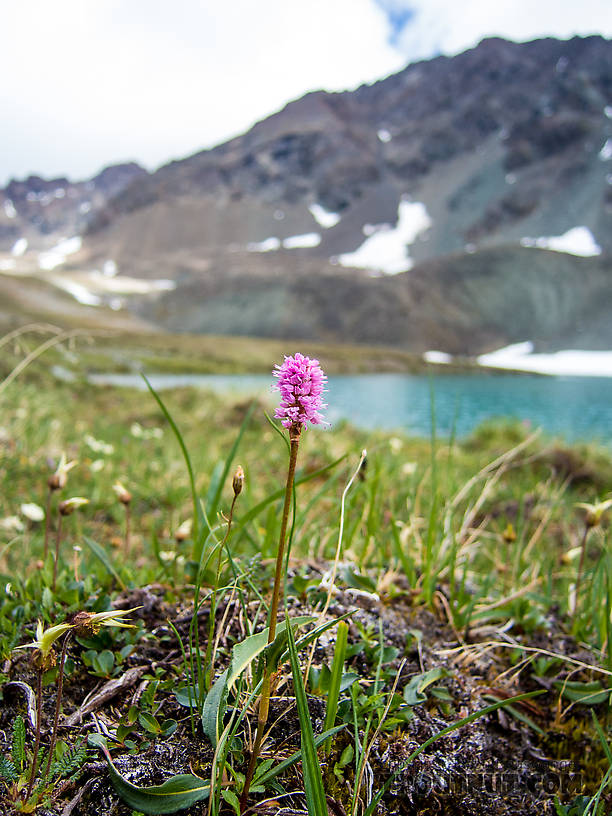 Dragonwort (Persicaria bistorta) From Clearwater Mountains in Alaska.