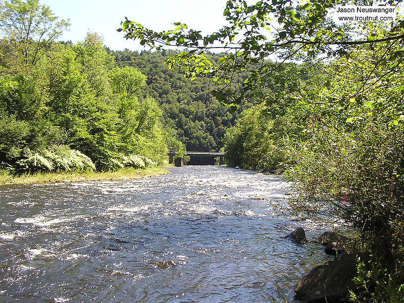  From Willowemoc Creek in New York.