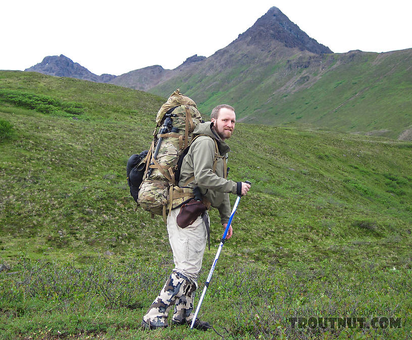 Carrying a heavy load. From Clearwater Mountains in Alaska.