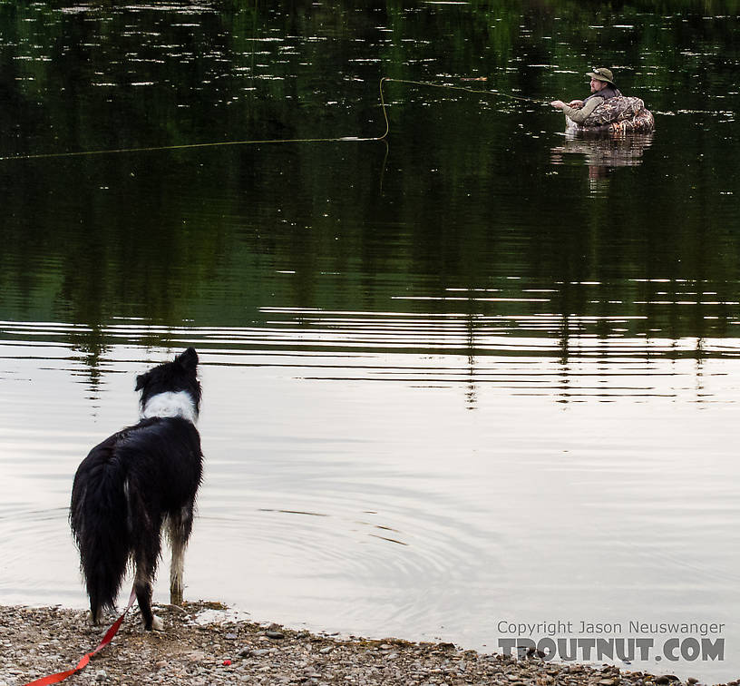 Exiled dog. I fished for about twenty minutes with her swimming around and around my float tube, then finally we tied her up on shore so I could make a few casts without worrying about catching something way too big & furry. From Mile 36.6 Pond in Alaska.