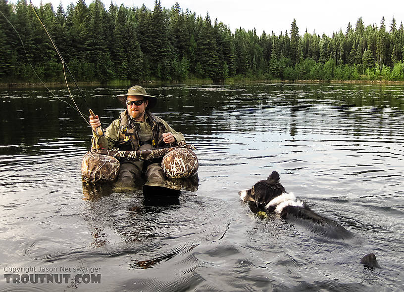 Helpful husky. Taiga wanted to spend the whole evening swimming in tight circles around me. From Mile 36.6 Pond in Alaska.