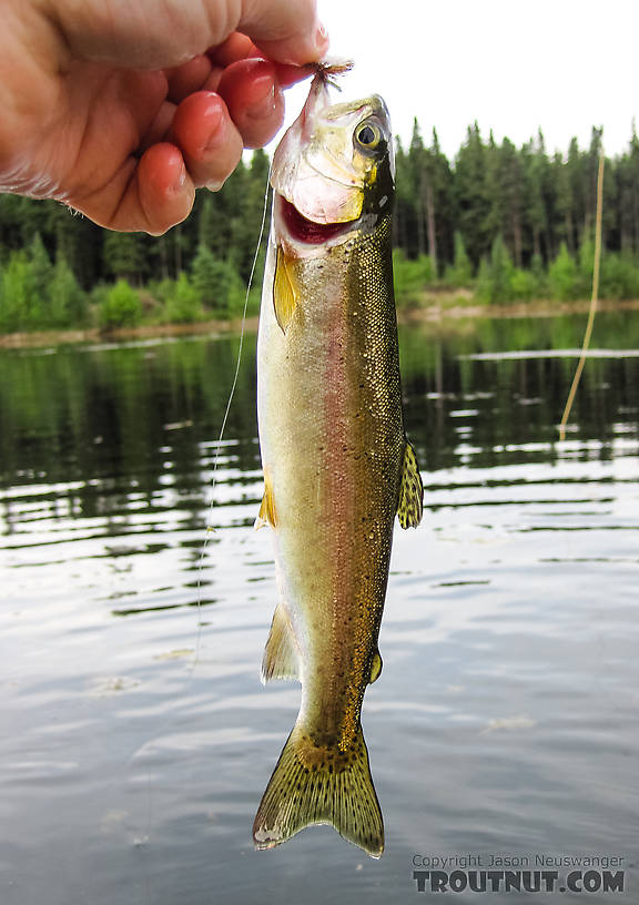 Little stocked rainbow From Mile 36.6 Pond in Alaska.