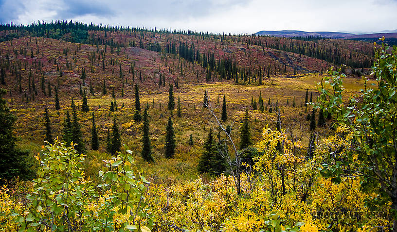 Lowland by Seattle Creek From Denali Highway in Alaska.