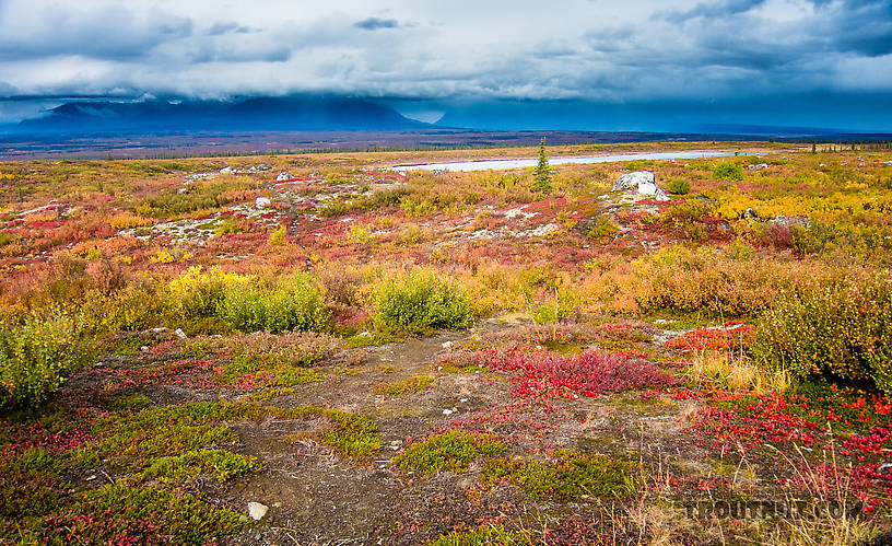  From Denali Highway in Alaska.