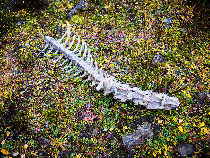 Caribou backbone. The sawed-off ribs on this partial caribou skeleton mean it was killed by a hunter. Given the location, it might be my bull from last year. It's nice to see how quickly the tundra animals made use of everything that remained. From Clearwater Mountains in Alaska.