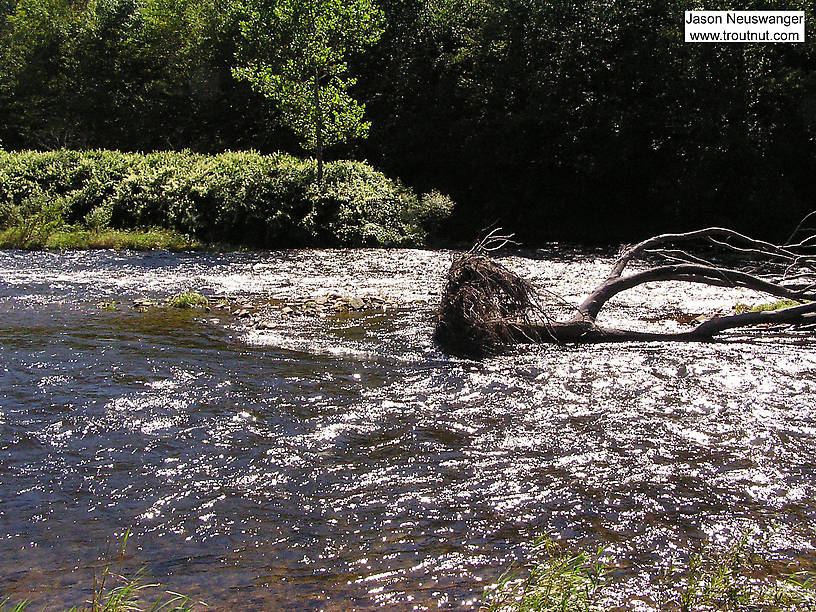  From Willowemoc Creek in New York.