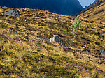 Unusually colored fox From Clearwater Mountains in Alaska.