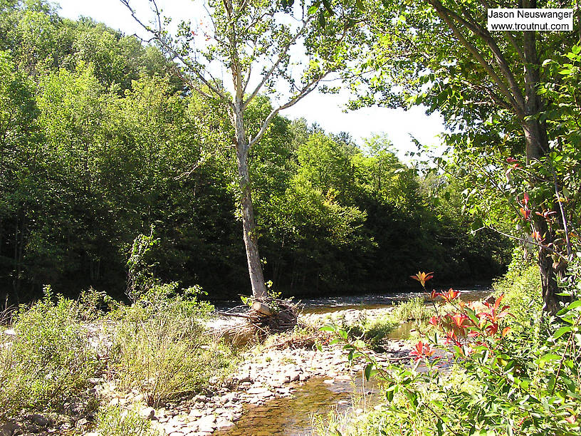  From Willowemoc Creek in New York.