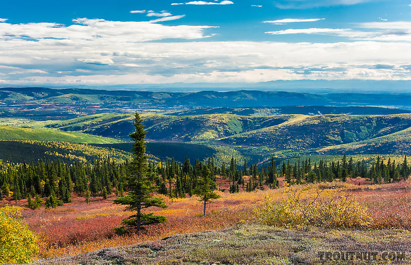 Sunny fall colors From Murphy Dome in Alaska.