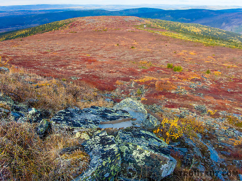 Sunny fall colors From Murphy Dome in Alaska.