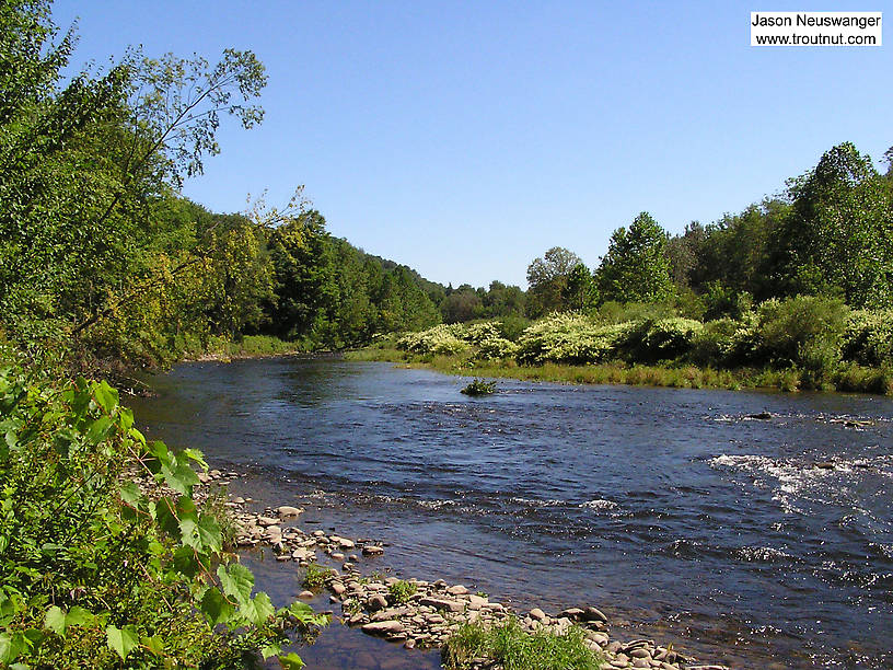  From Willowemoc Creek in New York.