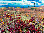 Sunny fall colors From Murphy Dome in Alaska.