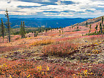 Sunny fall colors From Murphy Dome in Alaska.