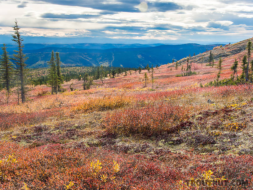 Sunny fall colors From Murphy Dome in Alaska.