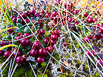 Lingonberries (low-bush cranberries) From Murphy Dome in Alaska.