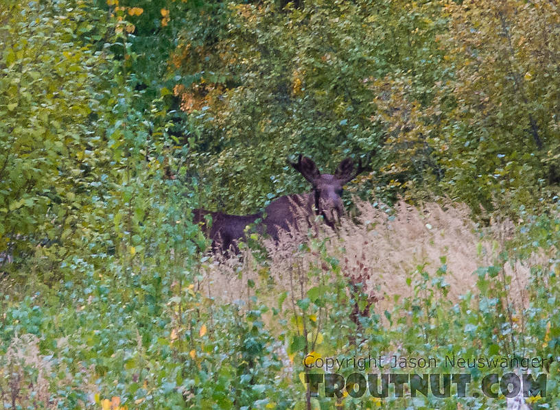 Moose taunting me. This bull moose with little paddle antlers was in an "any bull" area near Fairbanks. I could have put him in the freezer if I hadn't signed up for the guaranteed Denali Highway caribou permit (which prevents me from moose hunting anywhere else). From Cache Creek Road in Alaska.