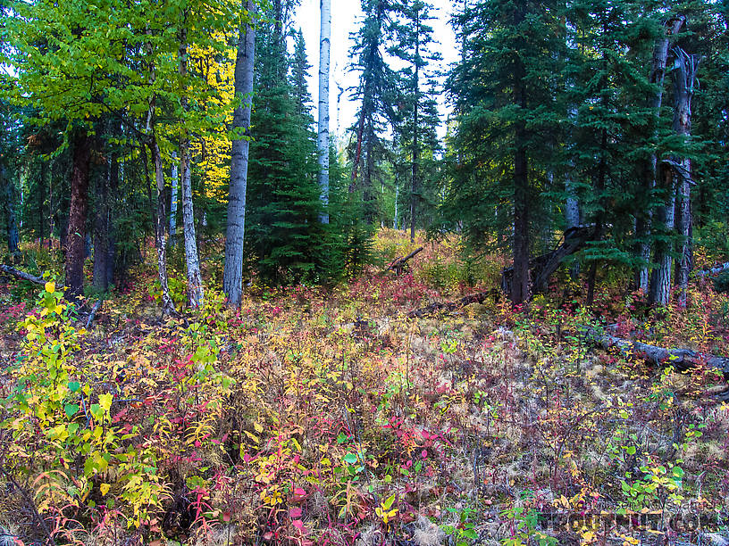 Should-be grouse habitat From Cache Creek Road in Alaska.