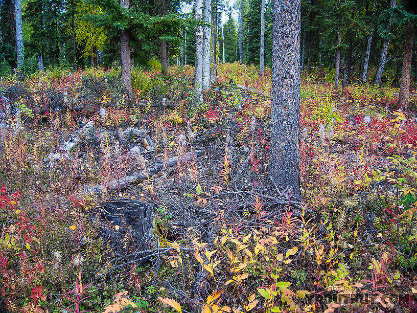 Should-be grouse habitat From Cache Creek Road in Alaska.