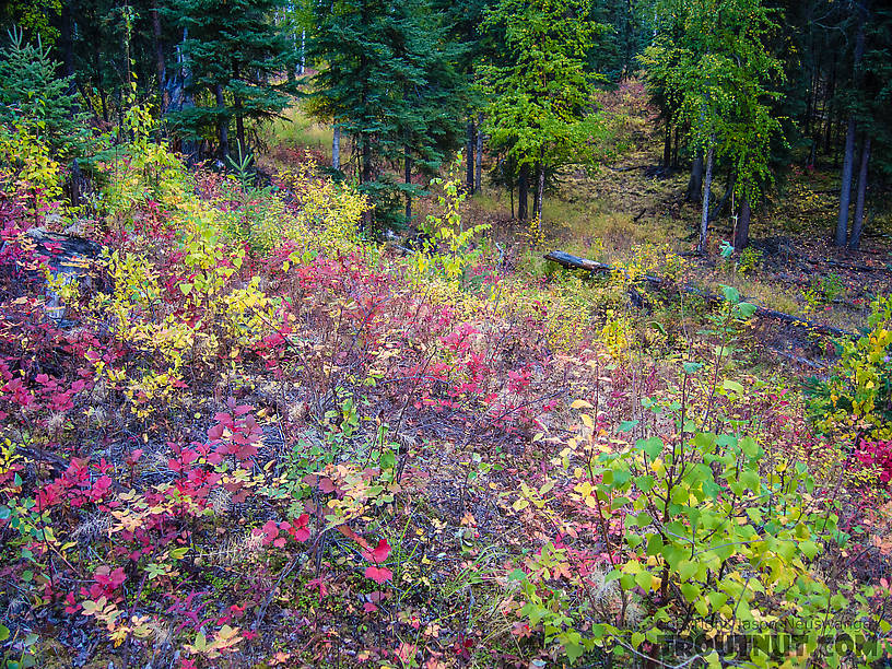 Should-be grouse habitat From Cache Creek Road in Alaska.