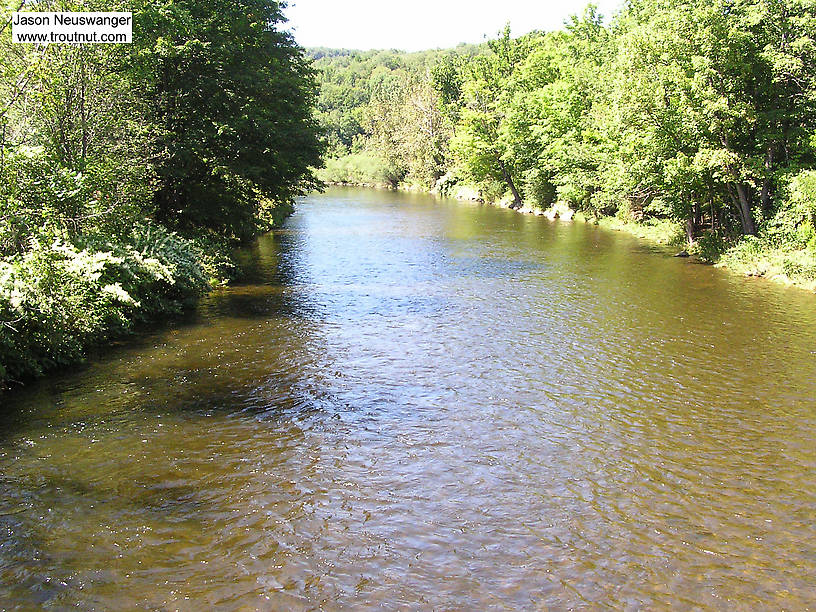  From Willowemoc Creek in New York.