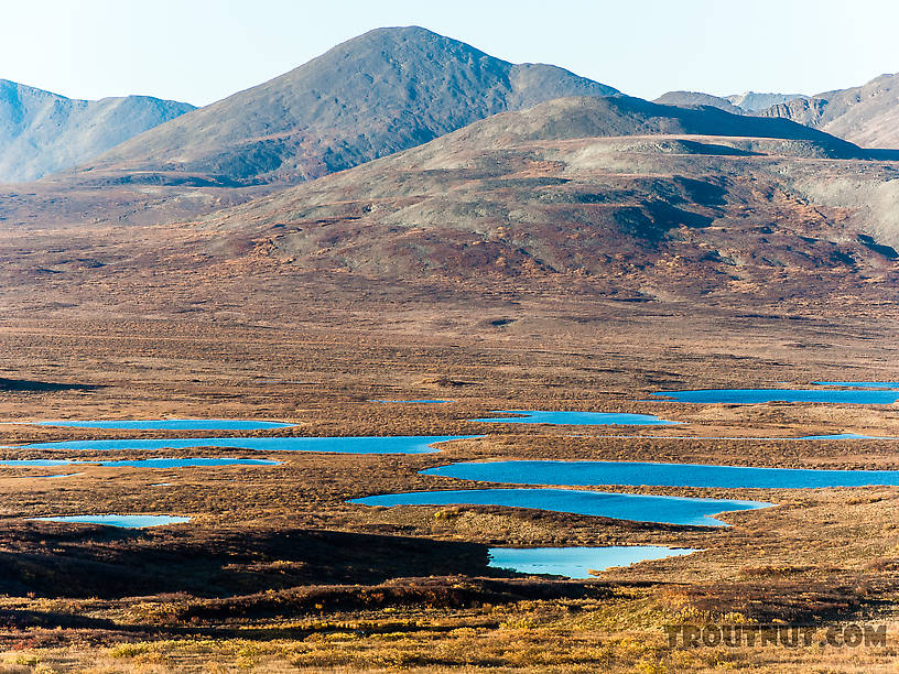 Kettle lakes From Denali Highway in Alaska.