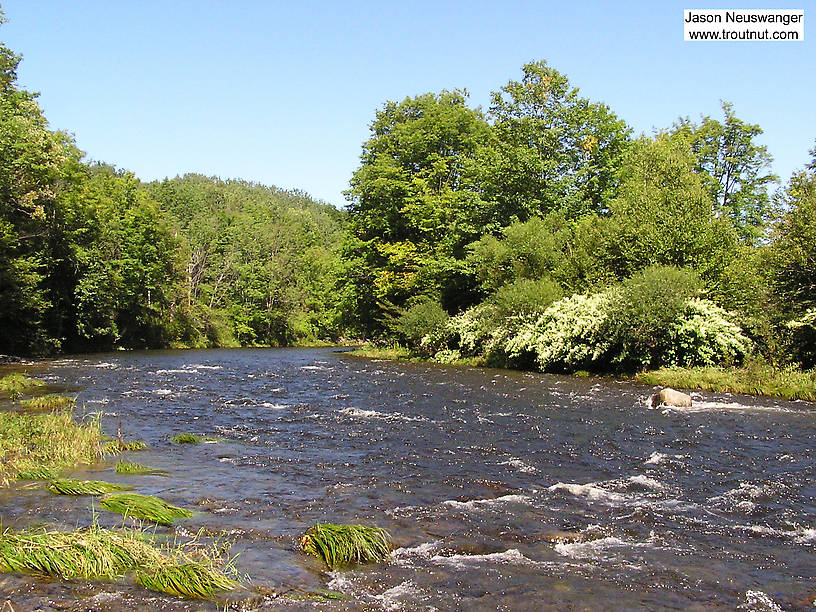  From Willowemoc Creek in New York.