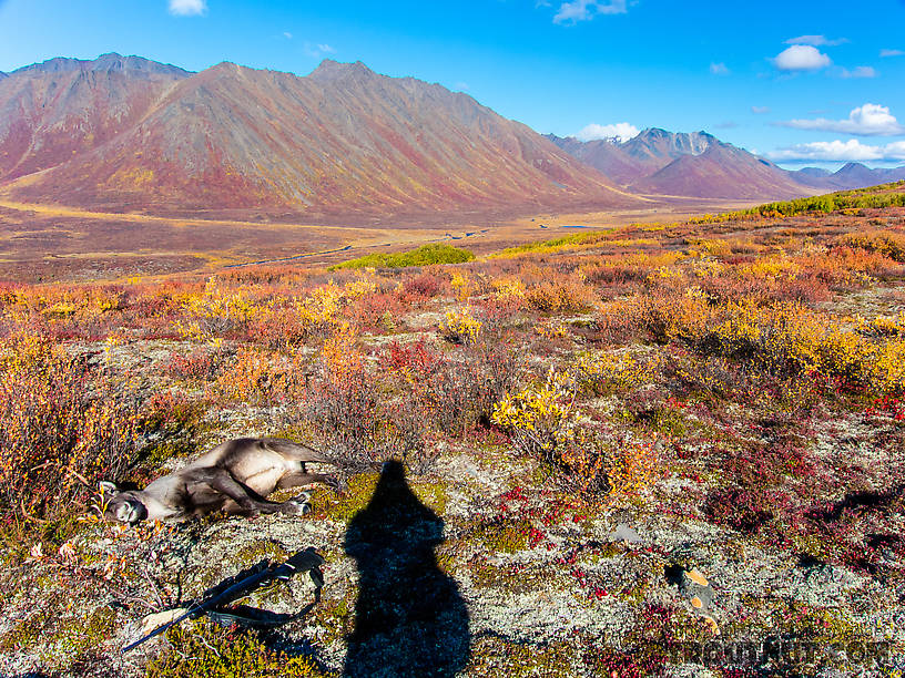 Caribou down!. I took this quick photo as soon as I got to the kill at about 4:45 pm From Clearwater Mountains in Alaska.