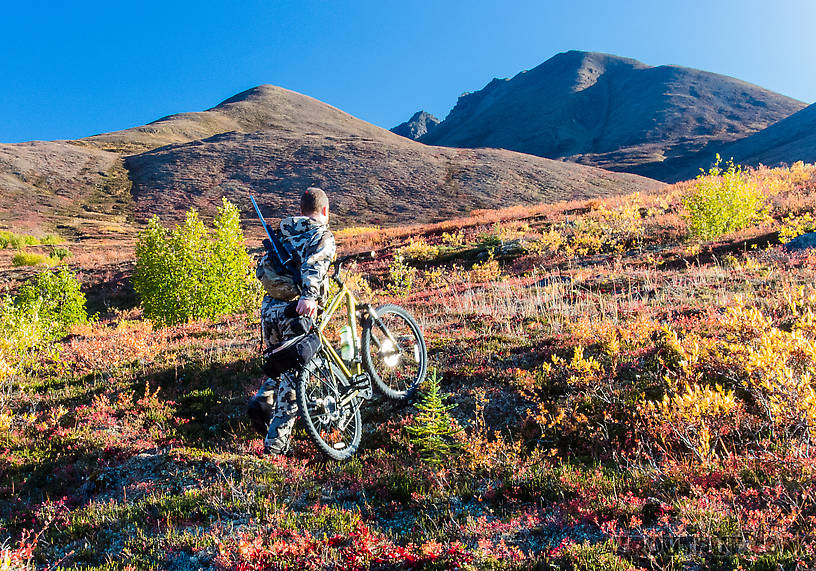 Bringing in the meat cart. My caribou was shot about 1/5 mile uphill from the road/trail, and our backpacks were back at the car, so I decided to bring my bike up across the tundra and use it to wheel the meat back to the road in one heavy, frustrating load. From Clearwater Mountains in Alaska.