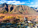 Pretty setting. I've suffered some miserable weather in pursuit of big game, but I always seem to actually succeed when the weather's fantastic. From Clearwater Mountains in Alaska.