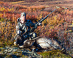 Jason's 2013 Caribou. (Gross caption warning! read no further if easily disgusted!) The goo coming out the nose and mouth was a result of a very unusual bullet hit that scrambled the trachea/esophagus and left stomach contents oozing out the respiratory tract. The same shot clipped the top of the heart for an instant kill. This animal was not traditionally "gut-shot" at all, though, and I was able to keep all the meat untainted. From Clearwater Mountains in Alaska.