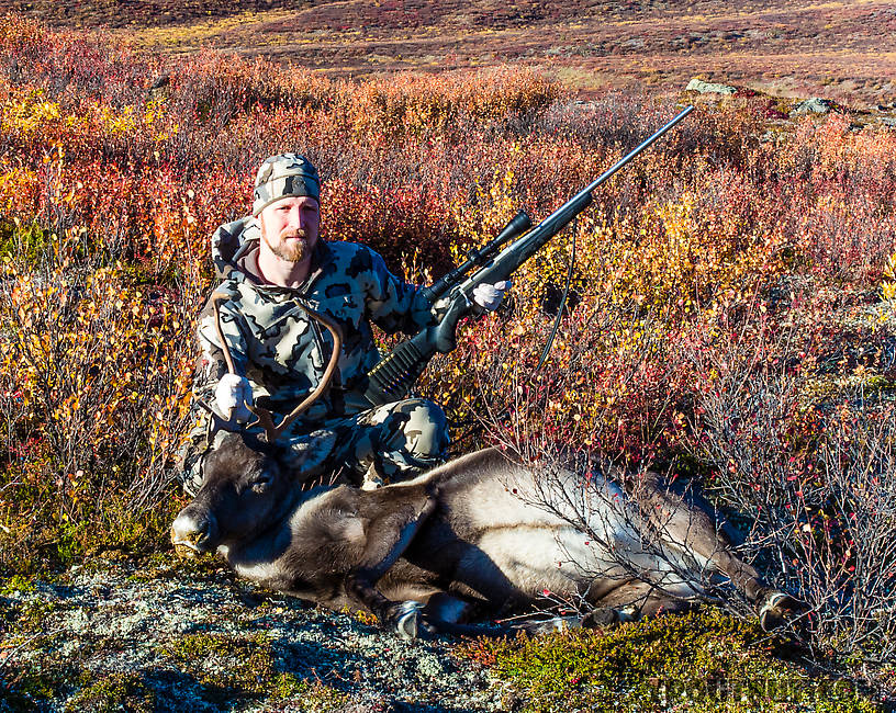 Jason's 2013 Caribou. (Gross caption warning! read no further if easily disgusted!) The goo coming out the nose and mouth was a result of a very unusual bullet hit that scrambled the trachea/esophagus and left stomach contents oozing out the respiratory tract. The same shot clipped the top of the heart for an instant kill. This animal was not traditionally "gut-shot" at all, though, and I was able to keep all the meat untainted. From Clearwater Mountains in Alaska.