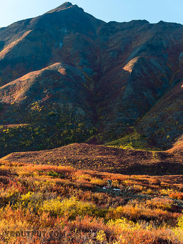 Working into sunset. Lena wanted to get away from the smell and gore and warm up, so she went for a little walk up the hill, where she took this nice photo back toward me From Clearwater Mountains in Alaska.