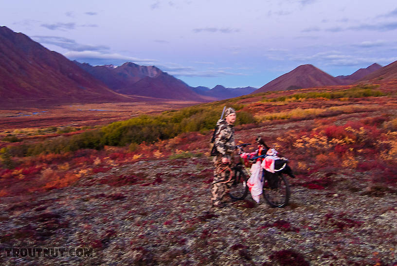 Ready to ride out. All of the caribou meat was loaded on my bike here. I couldn't ride it like this, of course, so I guided it along and easily got it close to the road. It was very difficult to go through the last 20 yards of thick, tall bushes near the road, though. From Clearwater Mountains in Alaska.