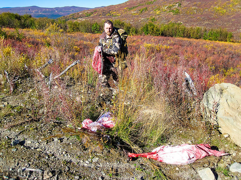 Retrieving the last load of meat. Multiple groups of hunters had seen a pack of at least three wolves in this area the previous day, and a few days earlier. So I was a little bit nervous about leaving part of the meat overnight, and relieved when we found it untouched. It may have helped that a group of hunters had camped on the road not far away. From Clearwater Mountains in Alaska.