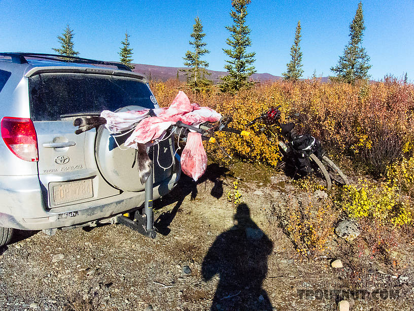 First haul of meat. After getting the meat back to the road, I stashed the hind quarters and burger/rib meat bag in an alder thicket. I took these two front quarters and tenderloins/backstraps out with me on an after-dark bike ride 3 miles downhill to the car. My awesome 172-lumen ZebraLight H51W headlamp lit up the trail almost like a car headlight for me and Lena to make the ride. From Clearwater Mountains in Alaska.