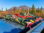 Packed up and ready to go. This was a great way to transport the meat. It stayed cool, didn't stink up the car, and didn't even get dusty at all from the dry road. From Clearwater Mountains in Alaska.