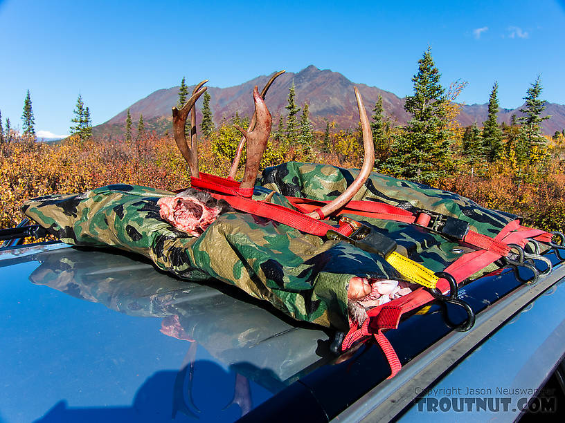 Packed up and ready to go. This was a great way to transport the meat. It stayed cool, didn't stink up the car, and didn't even get dusty at all from the dry road. From Clearwater Mountains in Alaska.