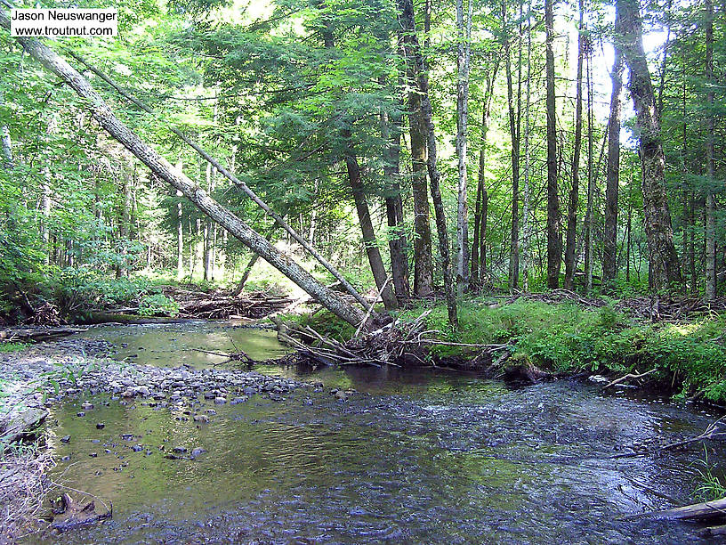 This is a classic small freestone brookie stream. From Devil's Creek (Rusk County) in Wisconsin.