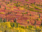 Tundra colors From Clearwater Mountains in Alaska.