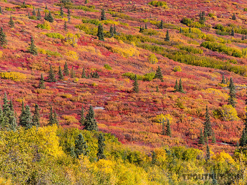 Tundra colors From Clearwater Mountains in Alaska.