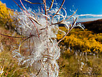 Fireweed. This is what Alaska's iconic purple flowers look like once they've gone to seed From Clearwater Mountains in Alaska.